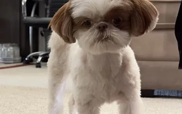 PetSmart Grooming in Spokane, WA