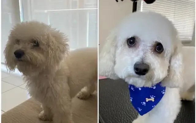 Stylish Furry Friends in Miami Lakes, FL