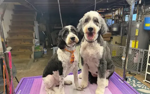 Emily’s Puppy Parlor LLC in North Wales, PA