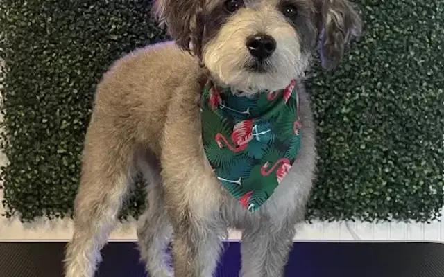 Em's Pet Grooming in South Jordan, UT