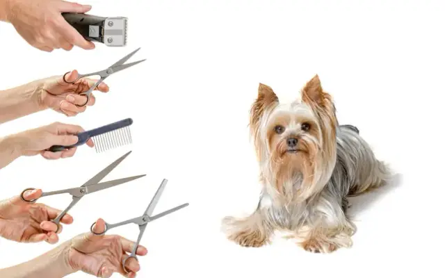 PSL Mobile Dog Grooming in Port St. Lucie, FL
