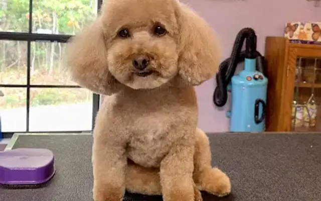 Mindy Sue's Mutley Crue Grooming Salon in Bulls Gap, TN