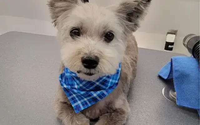 Zoomin Groomin in Union, NJ
