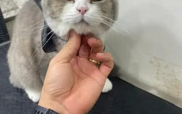 Your Mobile Pet Grooming Coral Springs in Tamarac, FL