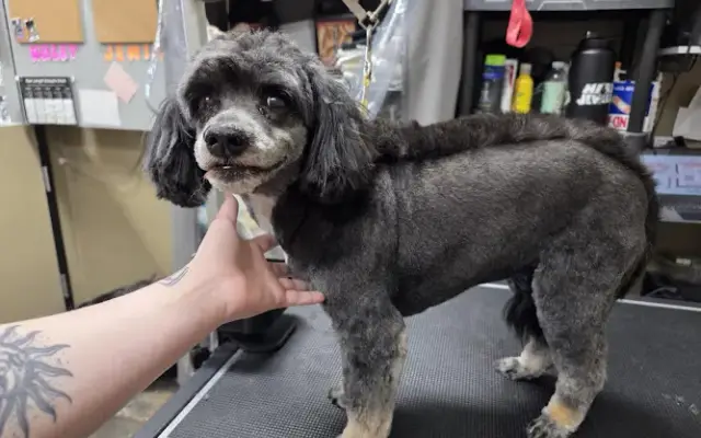 Pet Supplies Plus Kokomo Grooming in Kokomo, IN