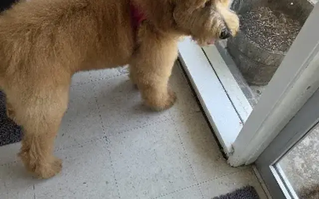 Clip-N-Dip Grooming in Temple, TX