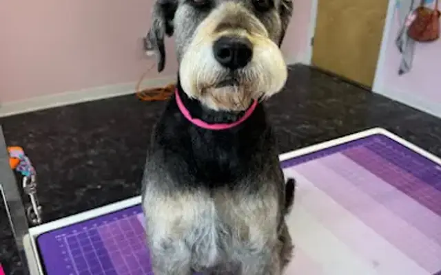 Lucky Puppy Dog Grooming in Louisville, KY