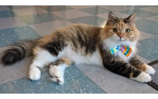 9 Lives Holistic in Fredonia, NY