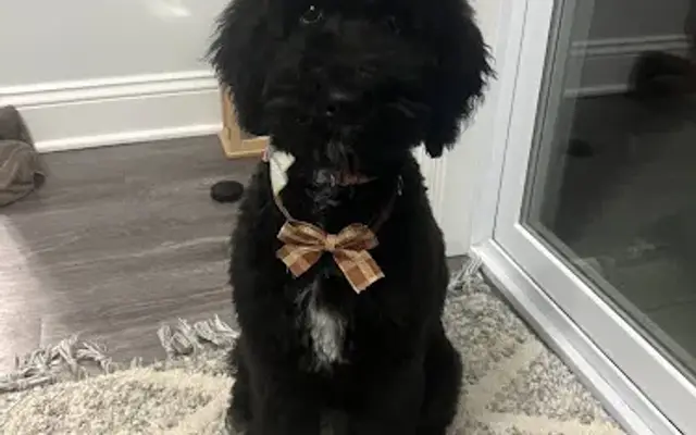 The Four Paws Resort in Marysville, OH