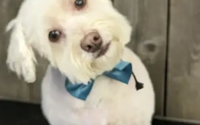 Furry Creations Grooming in Hillsborough, NC