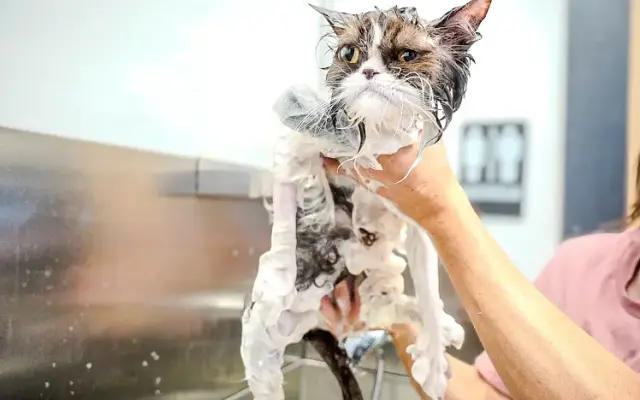 don’t stress meowt - Groom and Board in Oklahoma City, OK