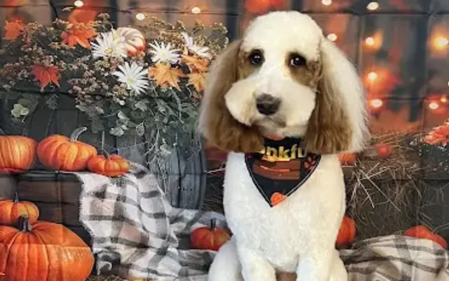 Tlc dog grooming in Campbellsville, KY