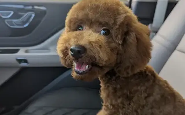 Woori Pet Shop in Los Angeles, CA