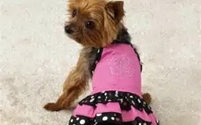 Kim's La Pooch Grooming in Leland, NC