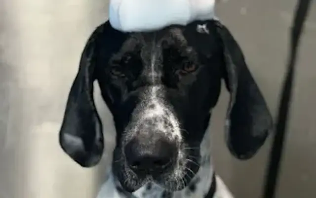 R&R FUR BABIES GROOMING in Long Beach, CA