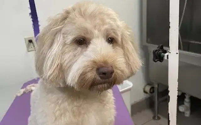 Extraordinary Pet Grooming in Haslett, MI