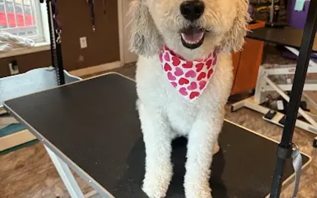Mountain Mutts, LLC in Midland, MD