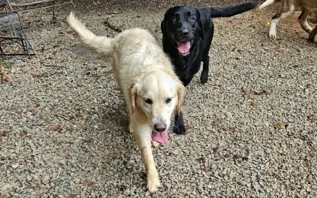 Paw It Down Board & Groom, llc in Rocky Mount, VA