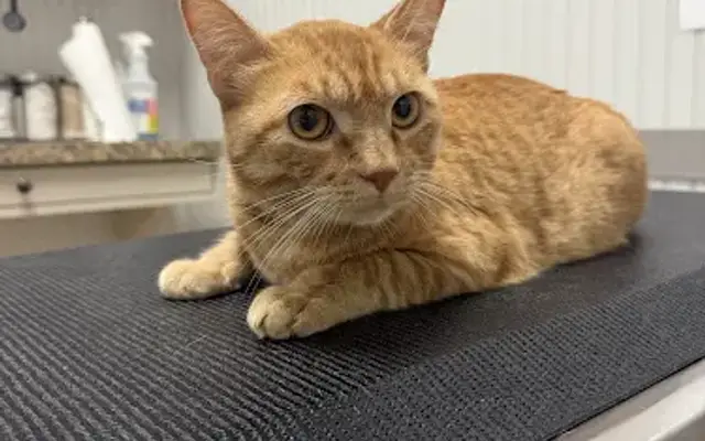 Kowaliga Veterinary Care in Eclectic, AL