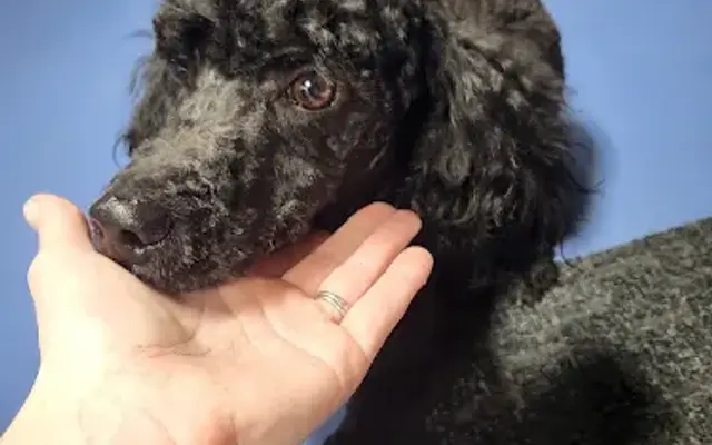 Head to Tail Dog Grooming in Charleston, IL