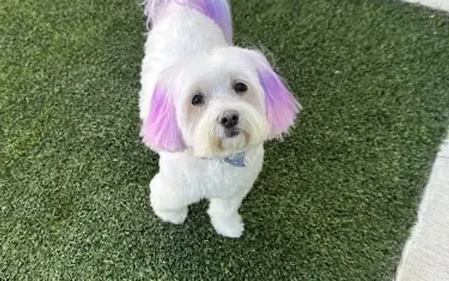 Salty Poms Grooming & Holistics in Palm Bay, FL