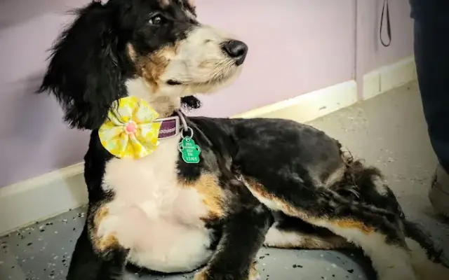 Beth’s Grooming in New Philadelphia, OH