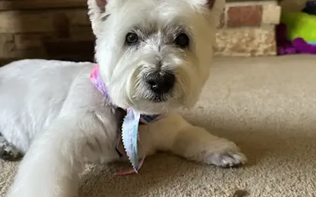 Happy Tails Mobile Pet Care in Wheaton, IL