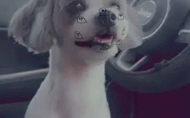 Pinkies Dog Groomies in East Los Angeles, CA