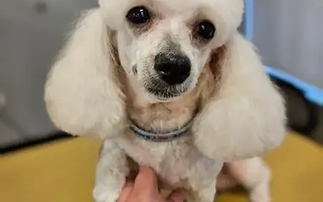 Tristate Pet Grooming in Hyndman, PA