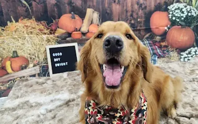 Happy Tails Dog Grooming in Belle Plaine, MN