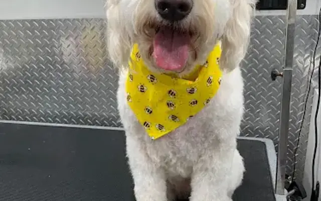 Pet Grooming Coconut Grove in Miami, FL