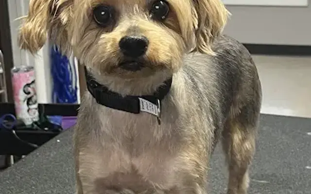 Off Leash Grooming and Retail in Lowell, IN