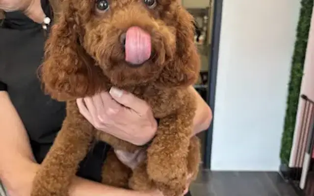 Happy Pup Spa in Kennesaw, GA