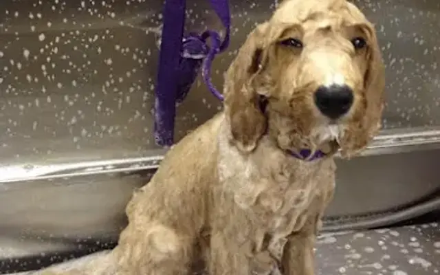 Ultimate Pet Grooming in Mission Viejo, CA