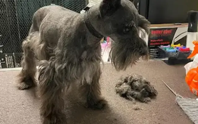 Four Paws Grooming in Norco, CA