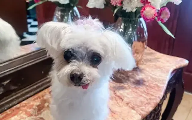 Fancy Paws Pet Grooming in Santa Barbara, CA