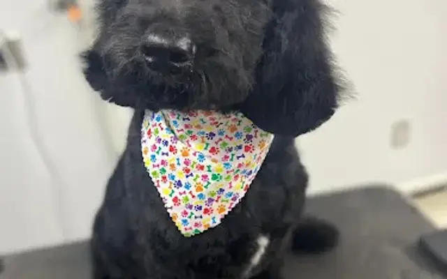 Riverside Dog Resort Grooming at Family Farm and Home in Peru, IN