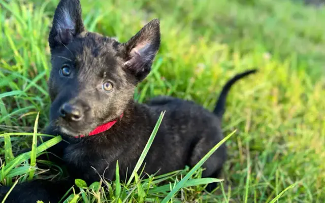 Take Flight Dog Training in Cookeville, TN