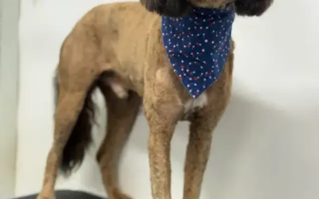 Sisters Soggy Paws Groom & Board in Cullman, AL