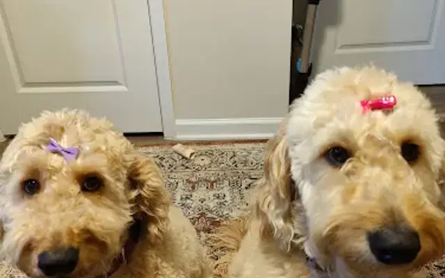Better Grooming in King George, VA