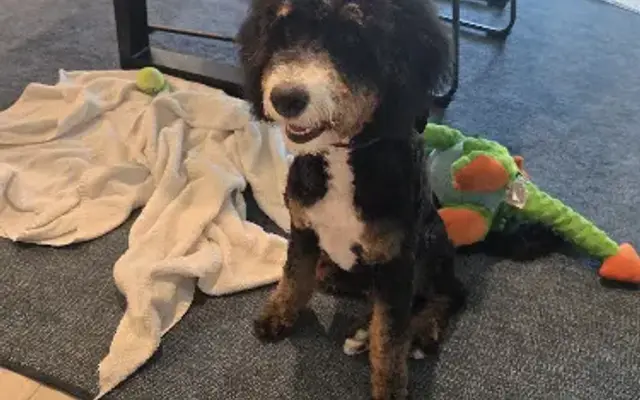 Smiley’s House Call Grooming LLC in Sacramento, CA