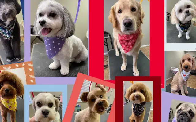 Endless Pawsabilities in Reedsburg, WI