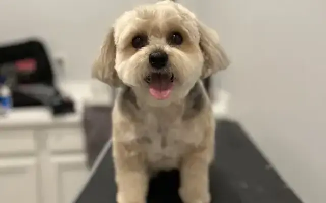 Just Pawfection in Naples in Naples, FL