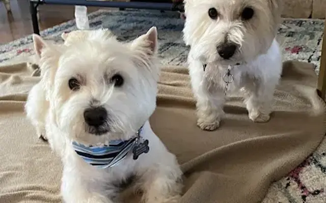Pet Boutique Grooming in Marietta, GA