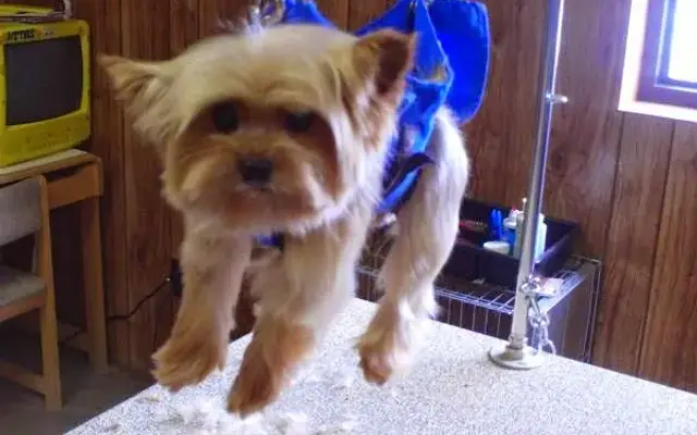 Puppy Love Grooming Salon in Tullahoma, TN