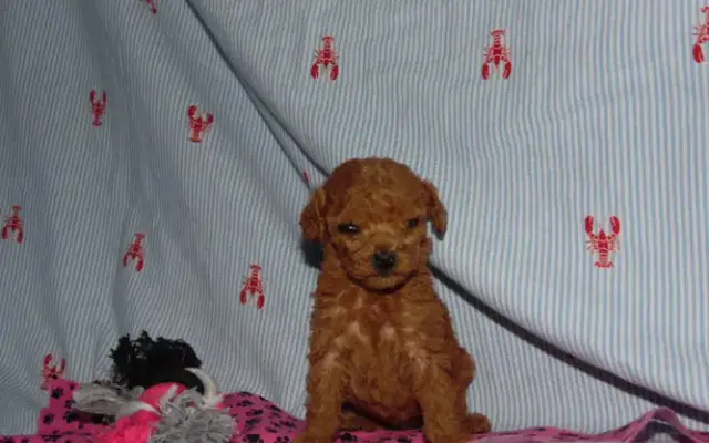 Arndt's Happy Tails in Millerstown, PA
