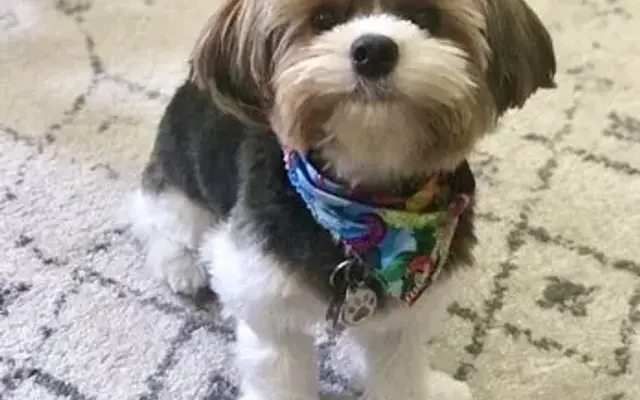 Canine Designing in Norridge, IL