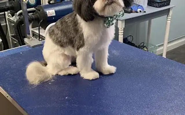 Andrea’s in-home grooming in Columbus, NJ
