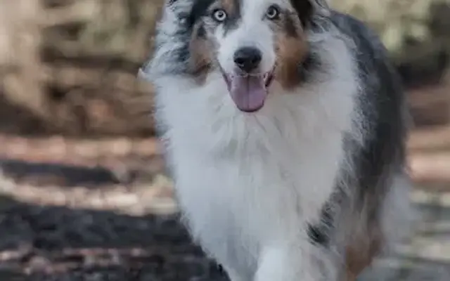 Oakwood Kennel in Mt Vernon, OH
