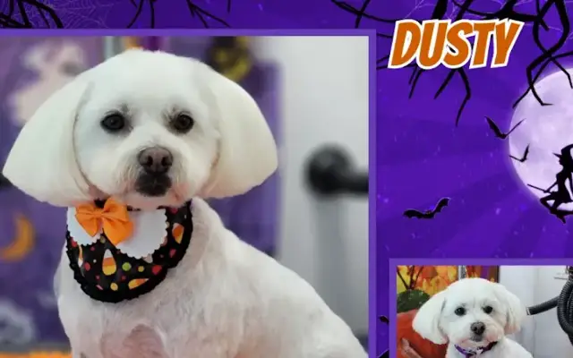 Pawzazz Mobile Grooming, LLP in Goshen, NY